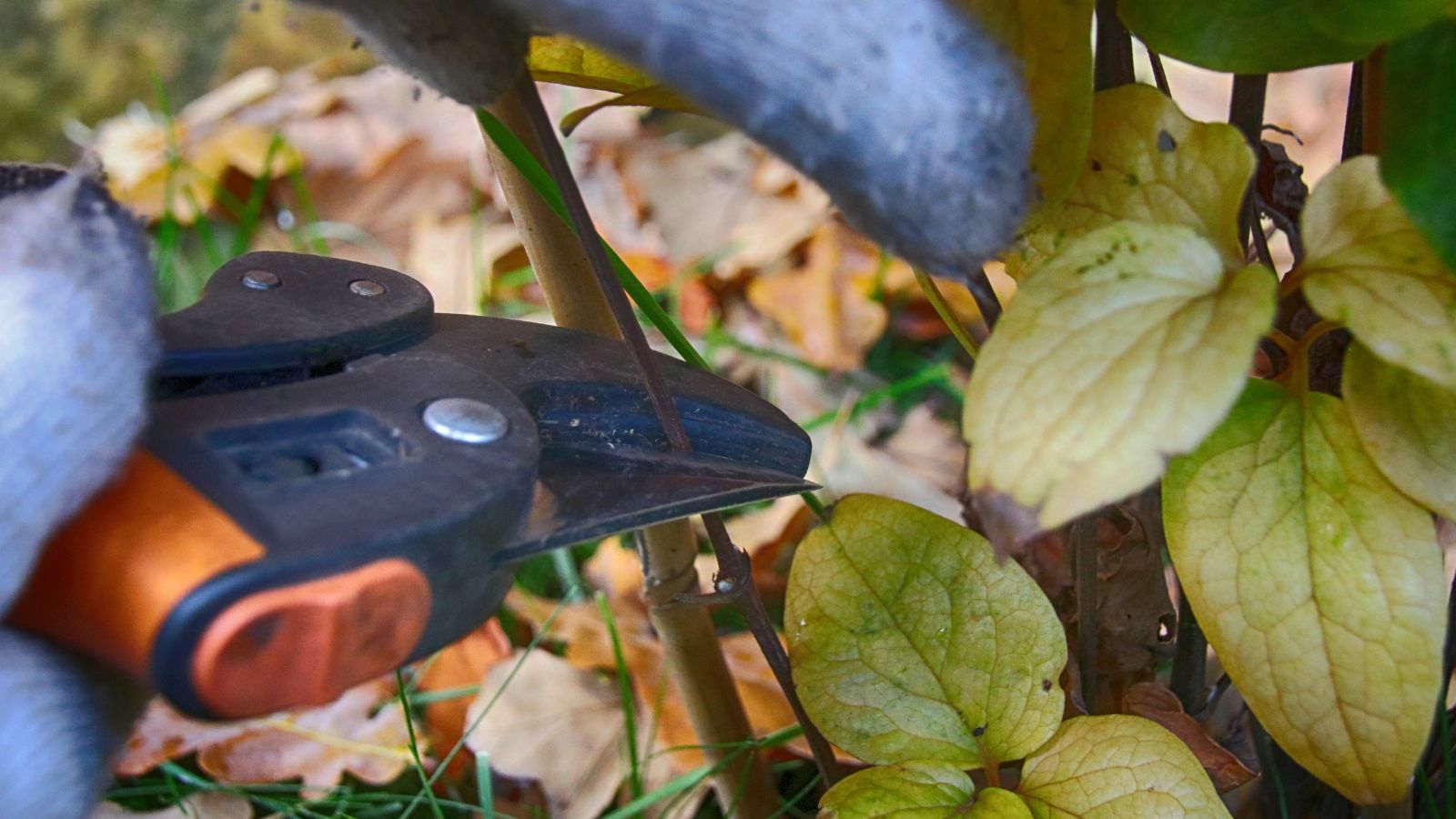 A close-up shot of a hand pruner in the process of cutting back stems of a flower in a well lit area