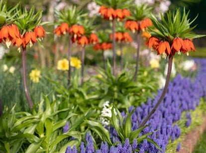 A close-up shot of a large composition of bulbous flower varieties, showcasing which fall bulbs to order this July