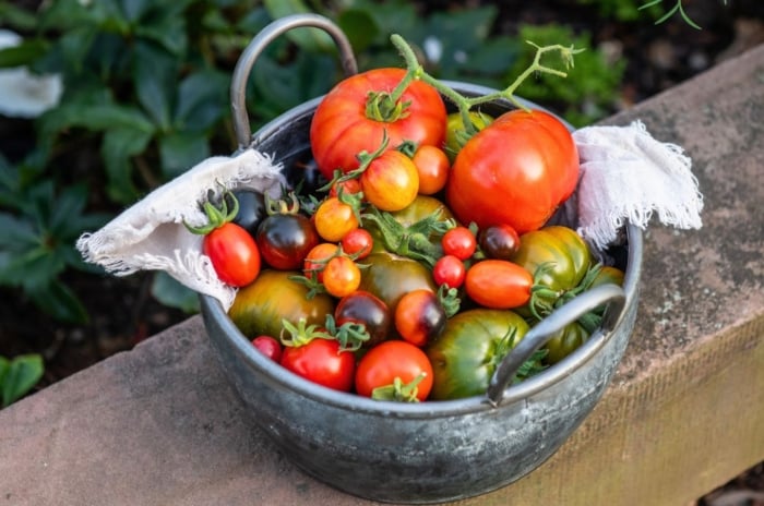 A close-up shot of a metal pot used as a container for a pile of freshly harvested fruits of determinate tomato varieties in a well lit area outdoors