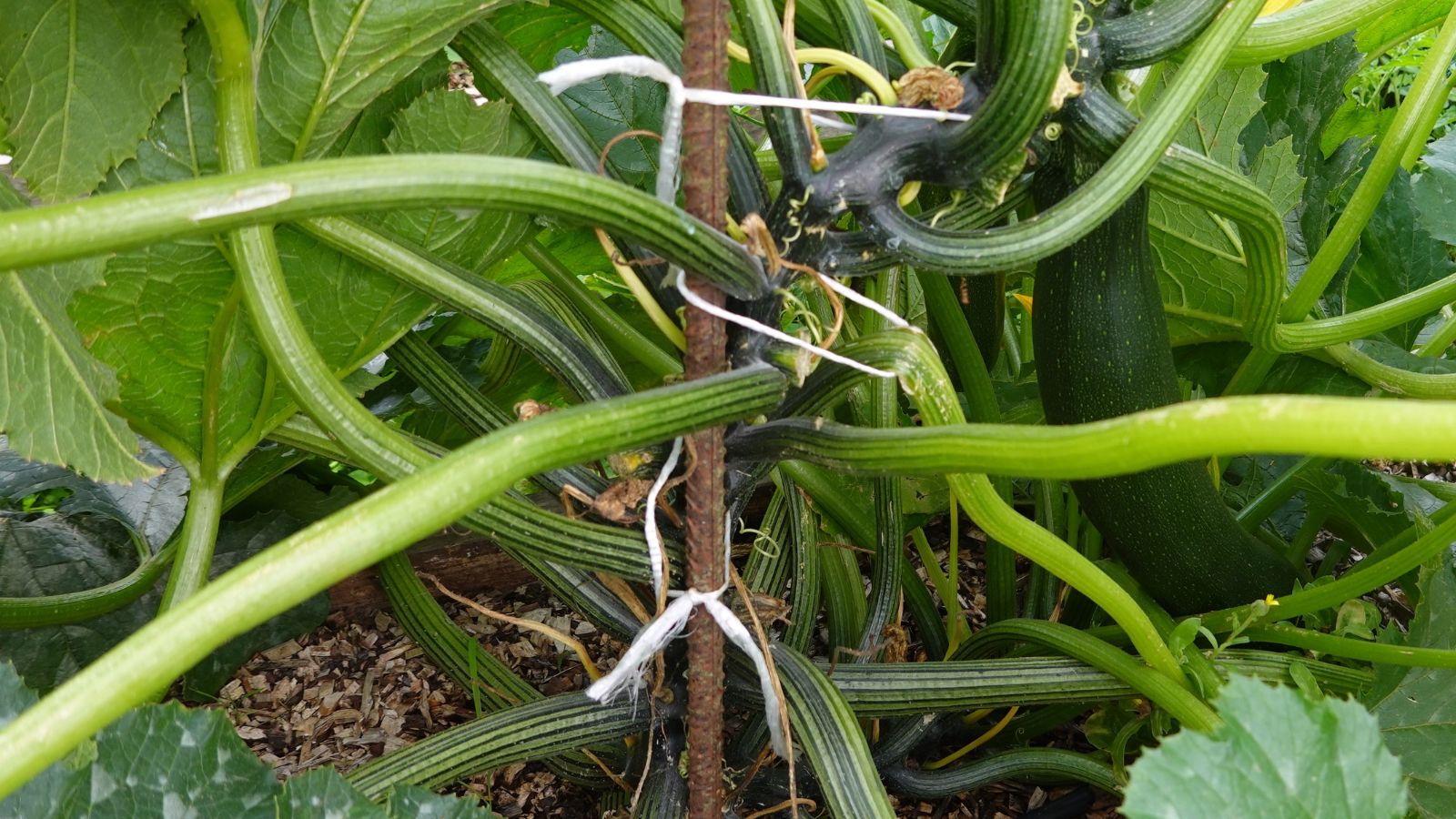 A close-up shot of a metal stake with a developing squash's stems tied to it in a well lit area