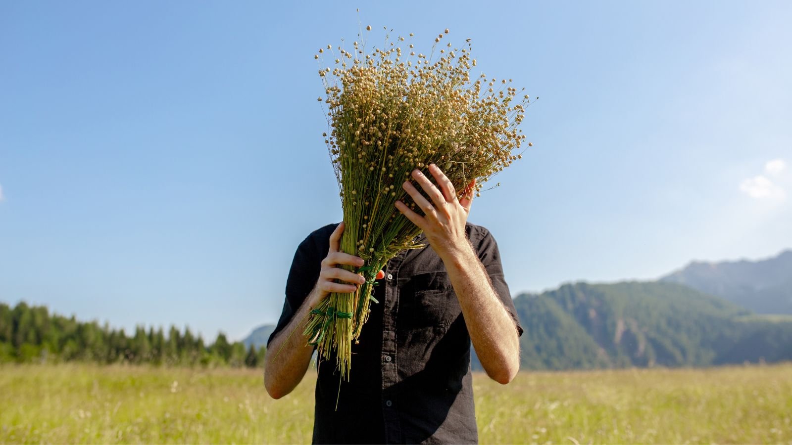 A close-up shot of a person holding a large bunch of freshly harvested stems of a flower, all situated in a large farm area outdoors