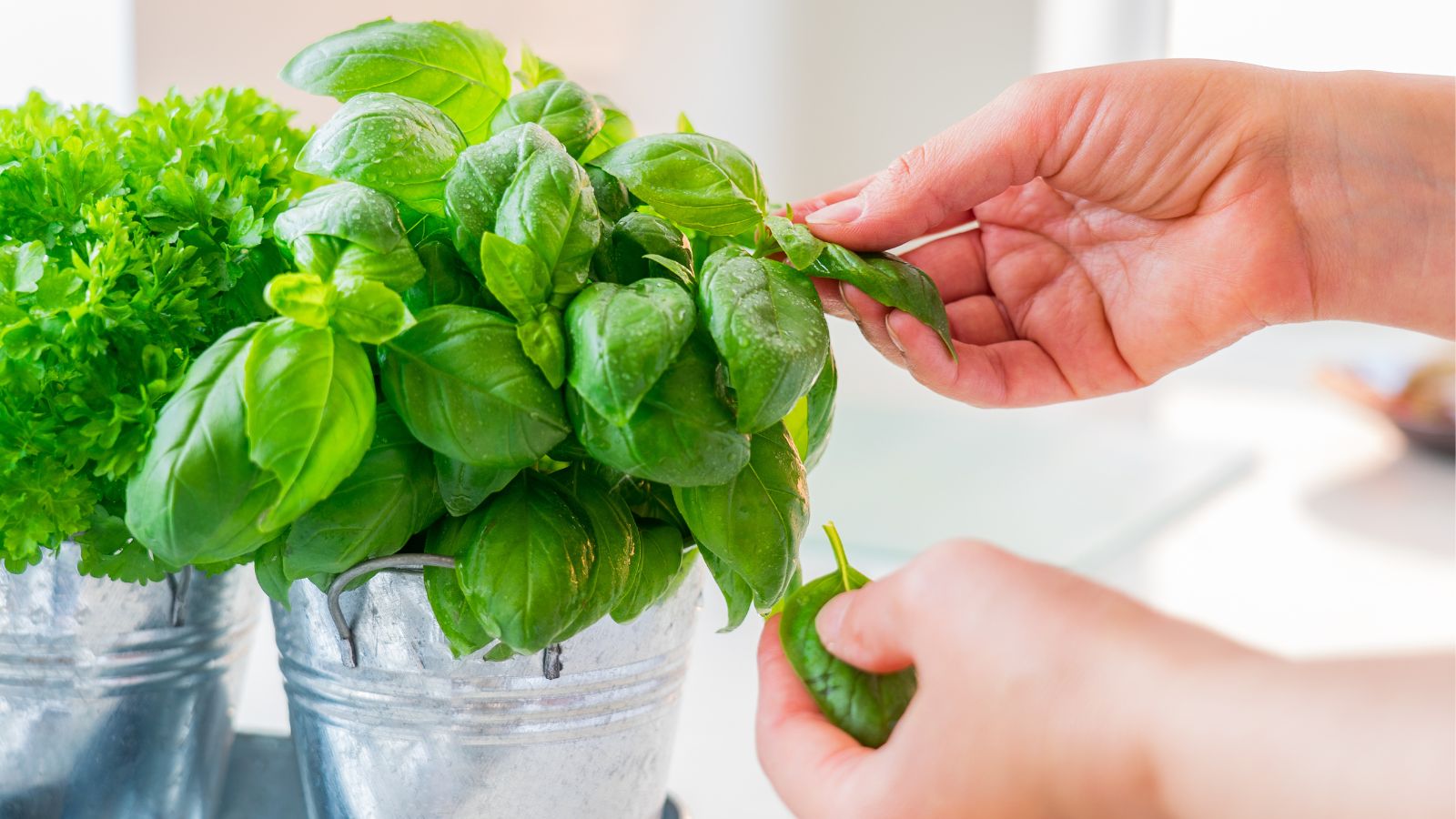 A close-up shot of a person in the process of collecting leaves from herbs, showcasing several basil harvest tips