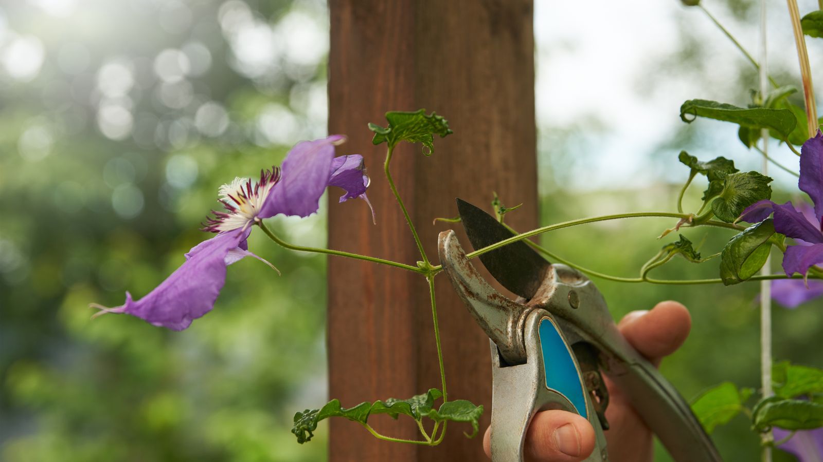 A close-up shot of a person in the process of cutting back flowers in a well lit area