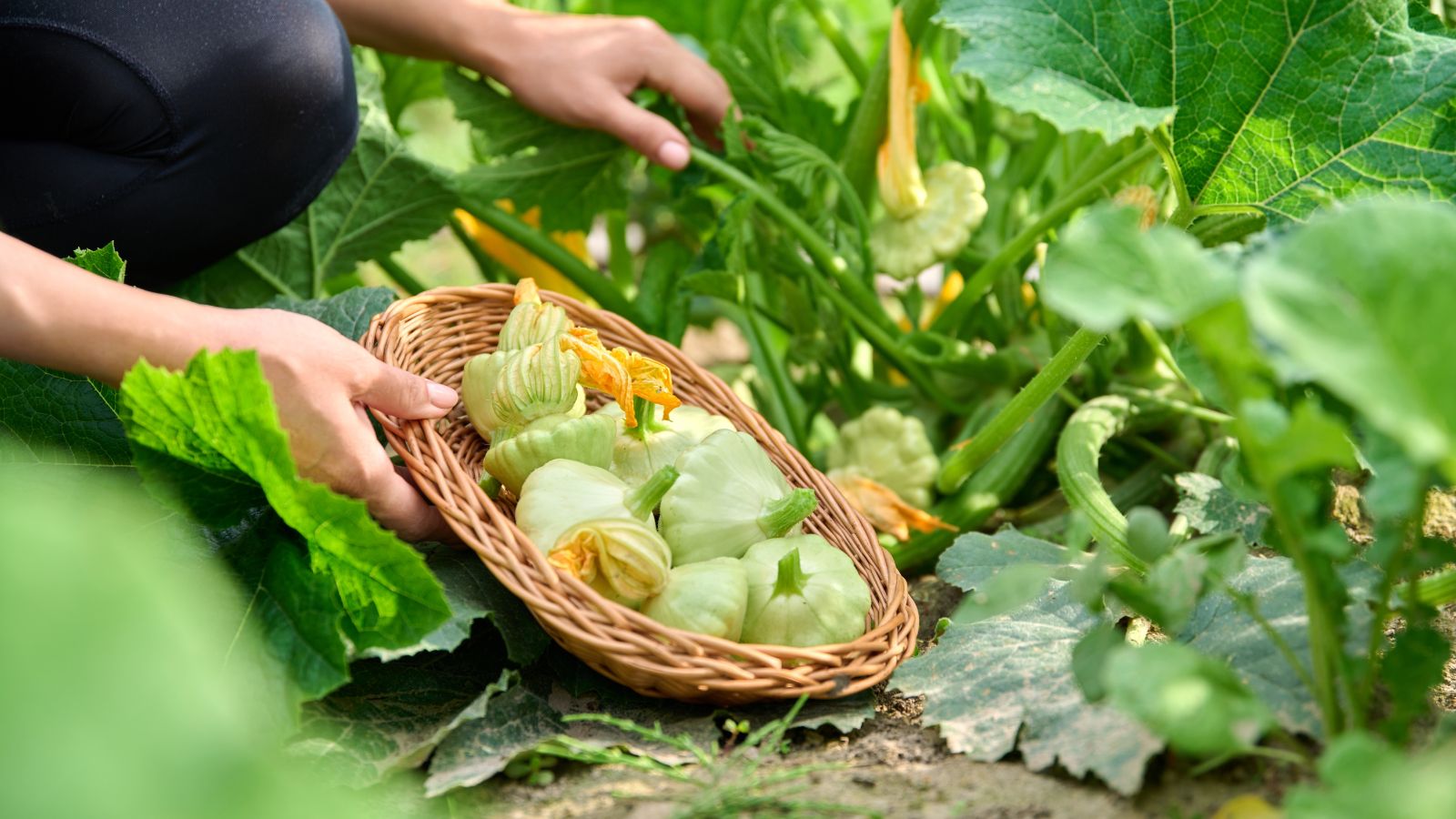 A close-up shot of a person in the process of harvesting cucurbit crops and placing them in a small woven wicker basket in a well lit area outdoors