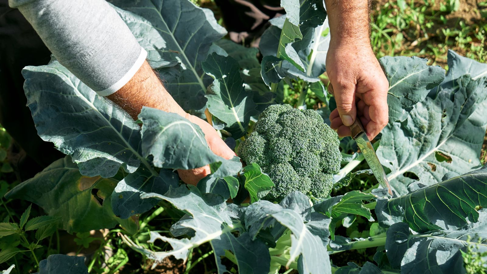 A close-up shot of a person in the process of inspecting developing crops in a well lit area outdoors