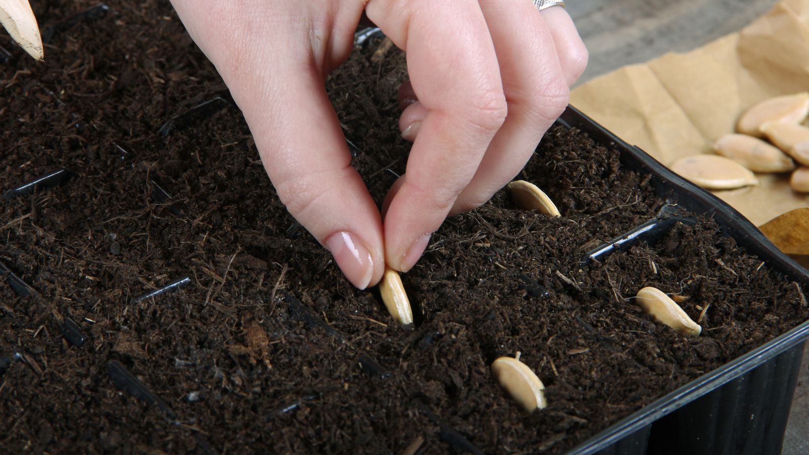 A close-up shot of a person in the process of sowing seeds of a cucurbit crop in a multi-celled seed starting tray in a well lit area indoors