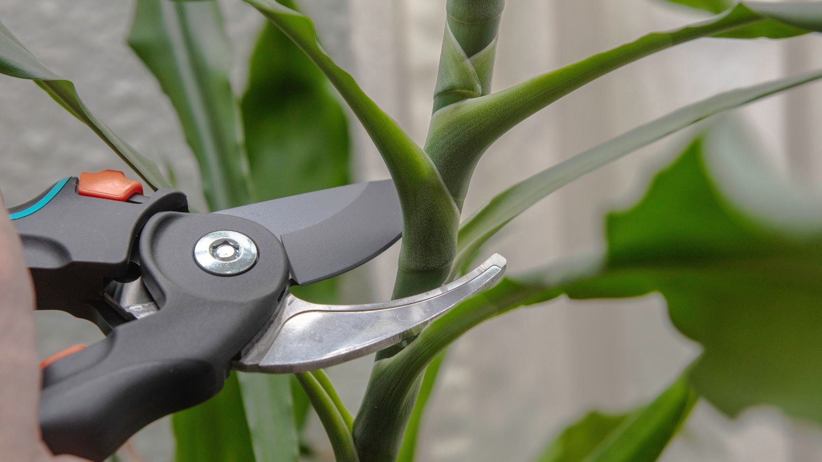 A close-up shot of a person in the process of trimming a stem of a plant using a black-colored hand pruner