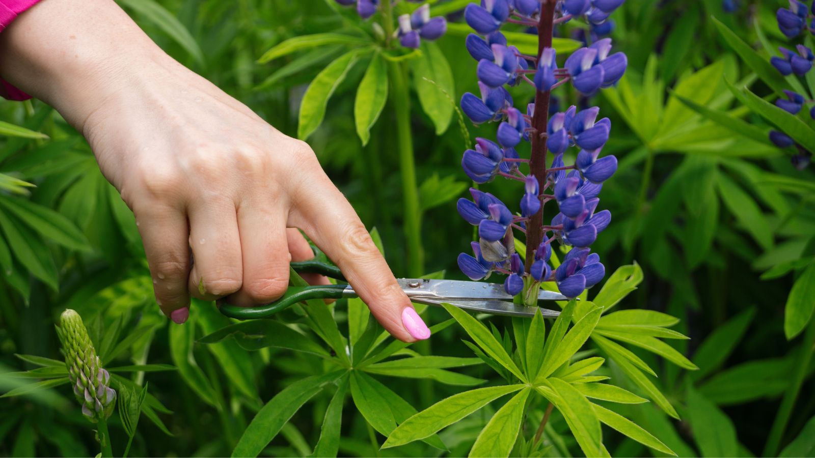 A close-up shot of a person in the process of trimming back a tall stem with several pea-like purple flower and green palmate leaves at their base