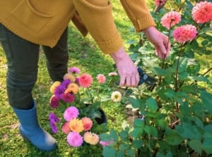 A close-up shot of a person in the process of trimming flowers, showcasing how to properly pinch and prune dahlias