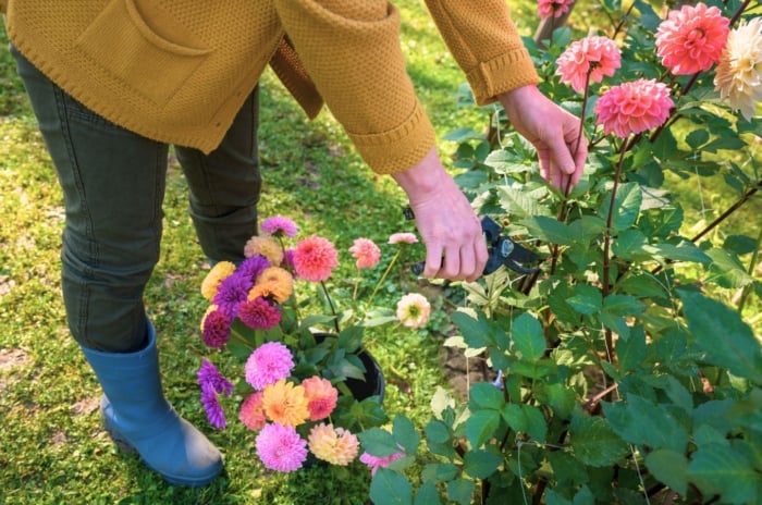 A close-up shot of a person in the process of trimming flowers, showcasing how to properly pinch and prune dahlias