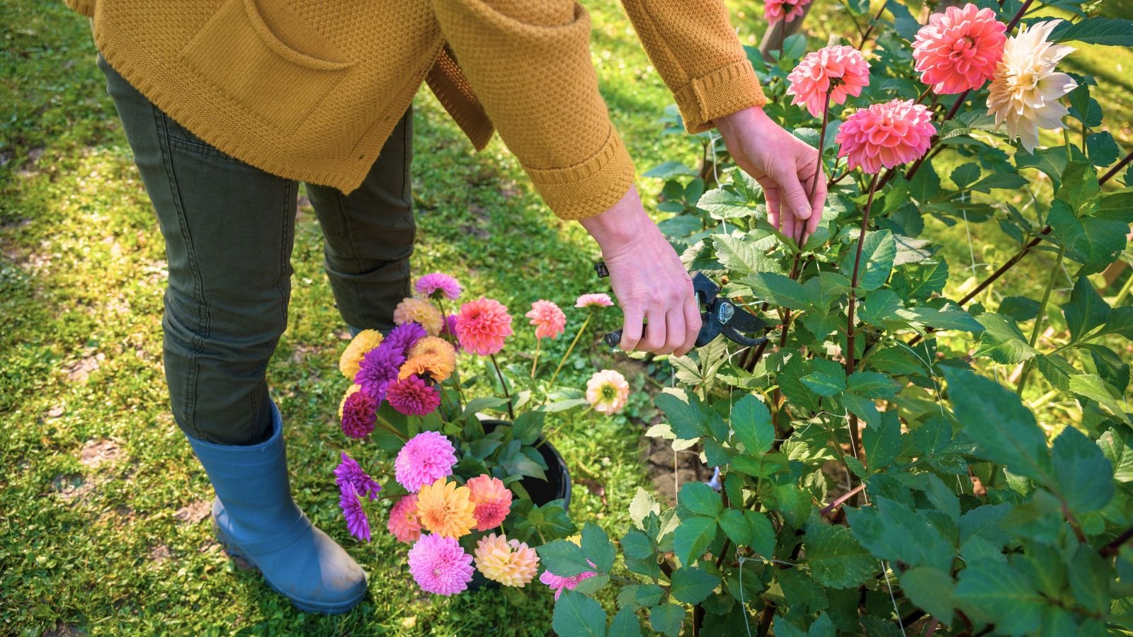 A close-up shot of a person in the process of trimming flowers, showcasing how to properly pinch and prune dahlias