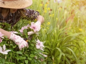 A close-up shot of a person in the process of trimming flowers, shwocasing how to prune clematis for beginners