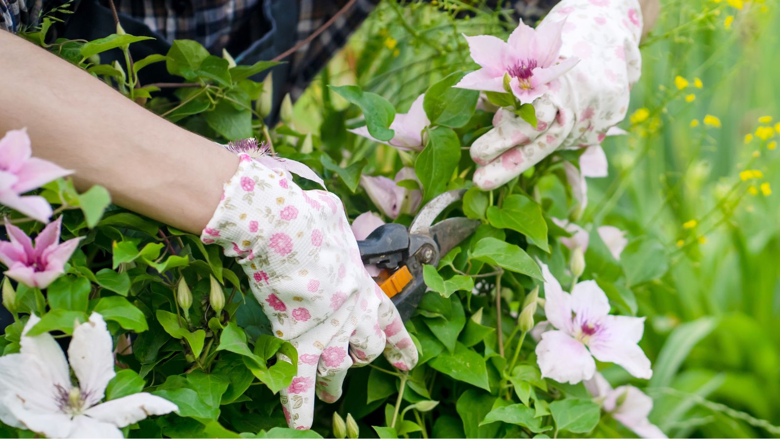 A close-up shot of a person's hand in the process of cutting back flower stems in a well lit are outdoors
