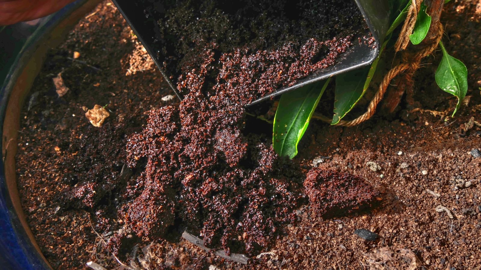 A close-up shot of a person pouring a container of sediments to soil as mulch for seedlings in a well lit area