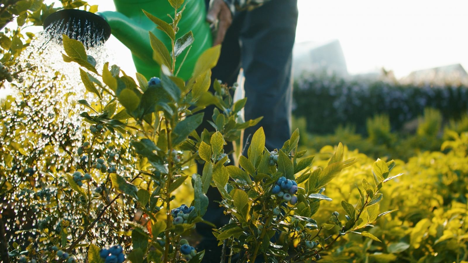Un colpo ravvicinato di una persona che usa una lattina di annaffiatura per annaffiare gli arbusti che portano frutta in una zona ben illuminata all'aperto
