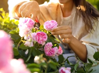 Woman picking pink flowers and pruning plant in July
