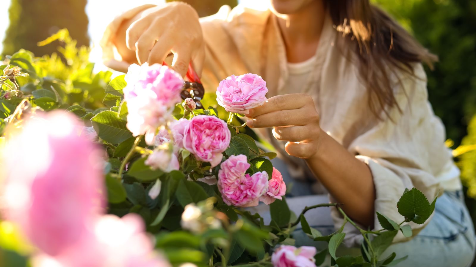 Woman picking pink flowers and pruning plant in July
