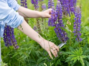 A close-up shot of a person using scissors to trim down tall purple flower spires, showcasing how to cut back lupine
