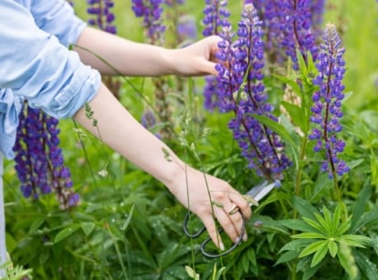 A close-up shot of a person using scissors to trim down tall purple flower spires, showcasing how to cut back lupine