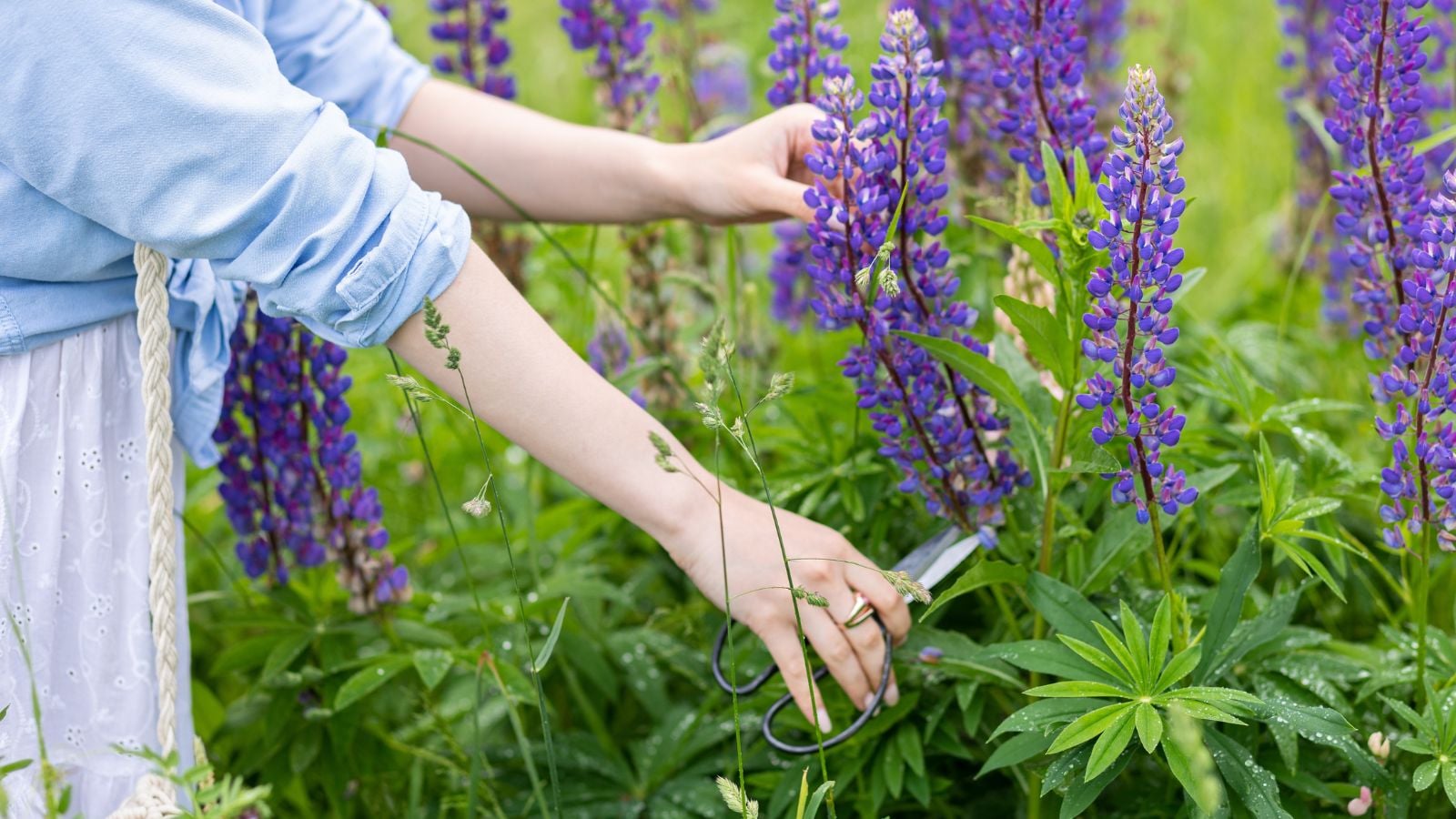 A close-up shot of a person using scissors to trim down tall purple flower spires, showcasing how to cut back lupine
