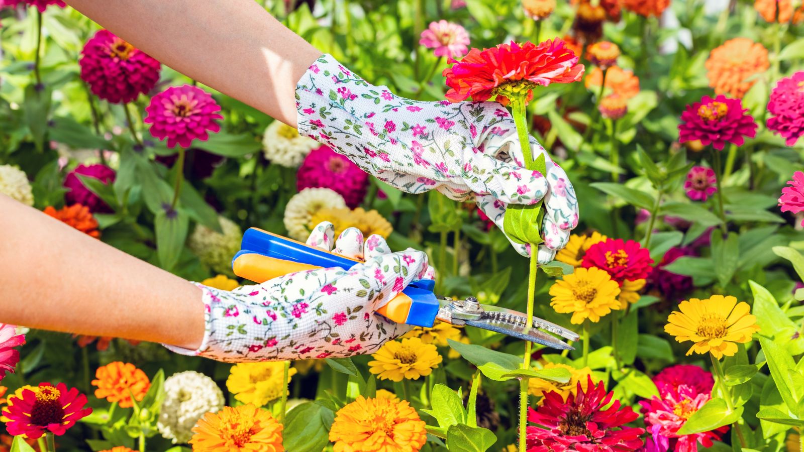 A close-up shot of a person wearing gloves, in the process of trimming flowers with a hand pruner placed in a well lit area outdoors