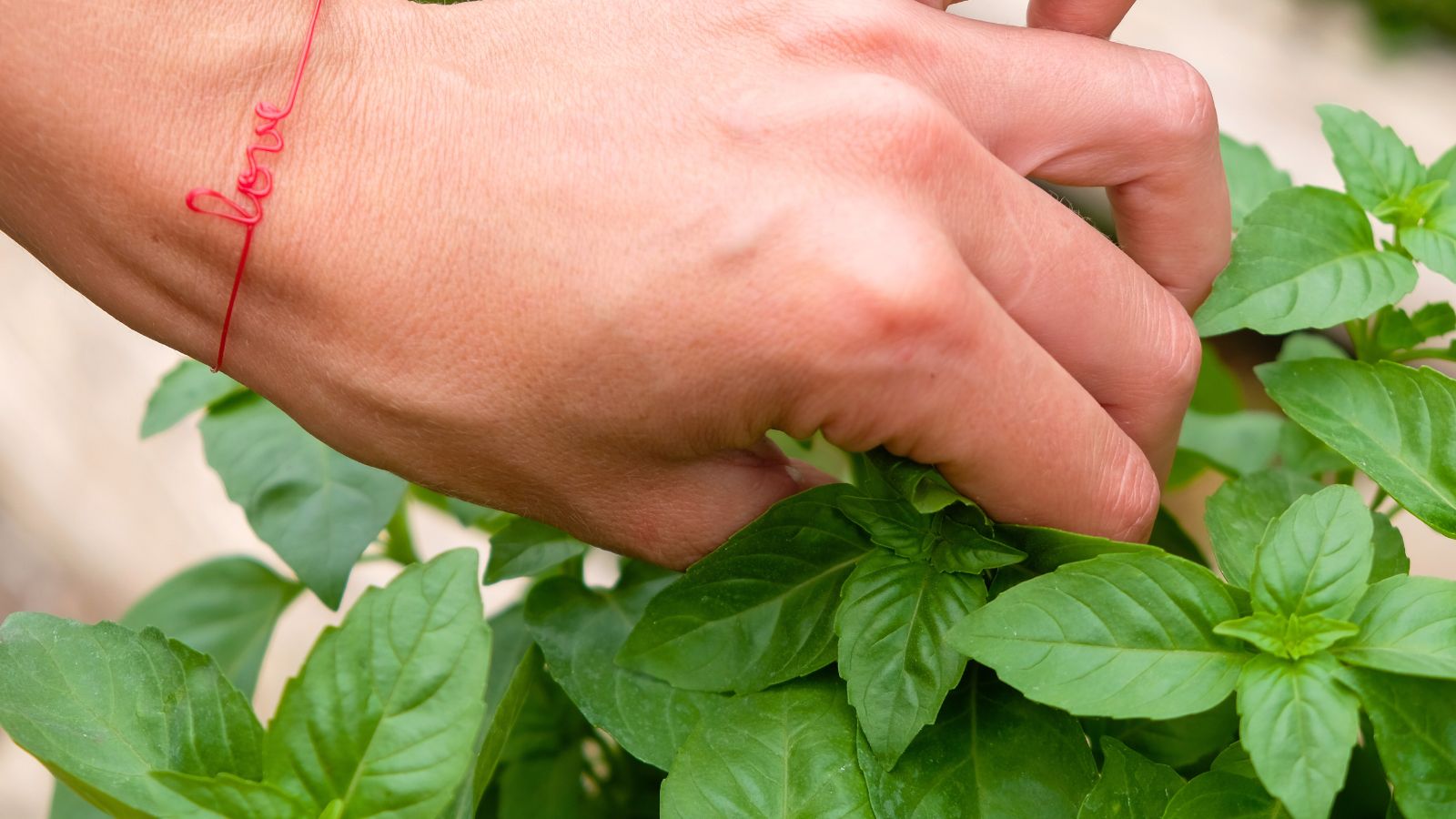 A close-up shot of a person's hand carefully collecting leaves of an herb in a well lit area