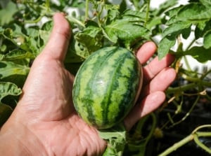 A close-up shot of a person's hand holding a compact variety of fruit, showcasing mini watermelon varieties
