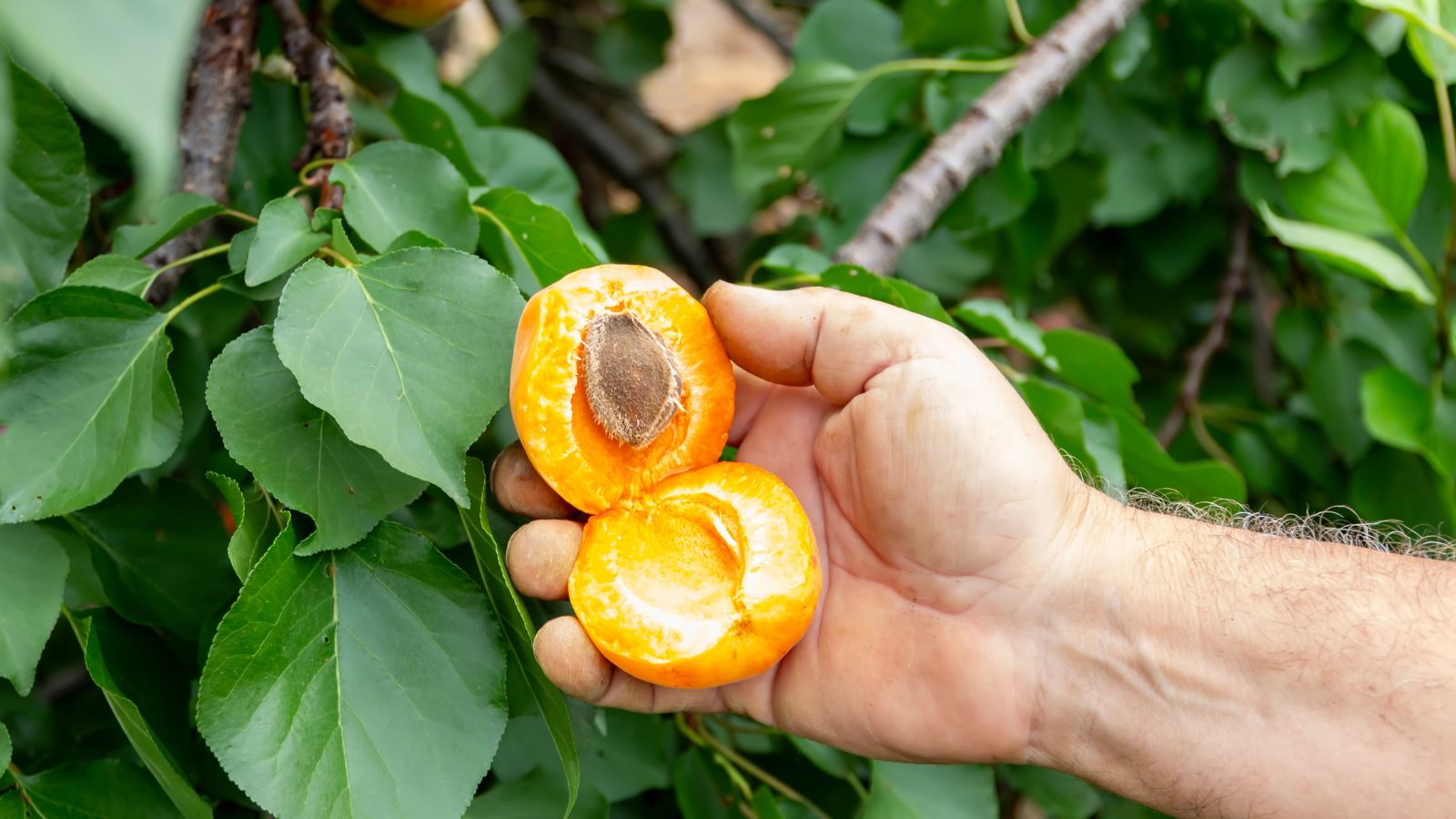 A close-up shot of a person's hand, holding a fruit cut in half and exposing its stone, showcasing how to grow peach tree from pit