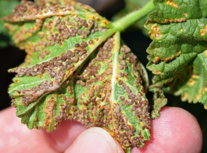 A close-up shot of a person's hand in the process of inspecting a damaged foliage of a flower, showcasing when to trim brown hollyhock leaves