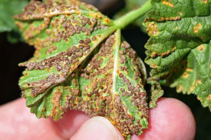 A close-up shot of a person's hand in the process of inspecting a damaged foliage of a flower, showcasing when to trim brown hollyhock leaves