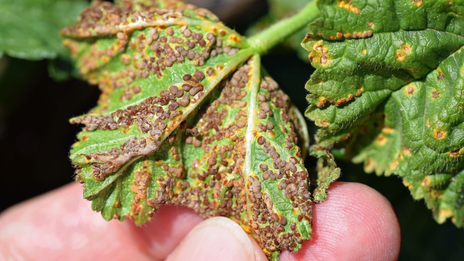 Should You Trim Brown and Damaged Hollyhock Leaves?