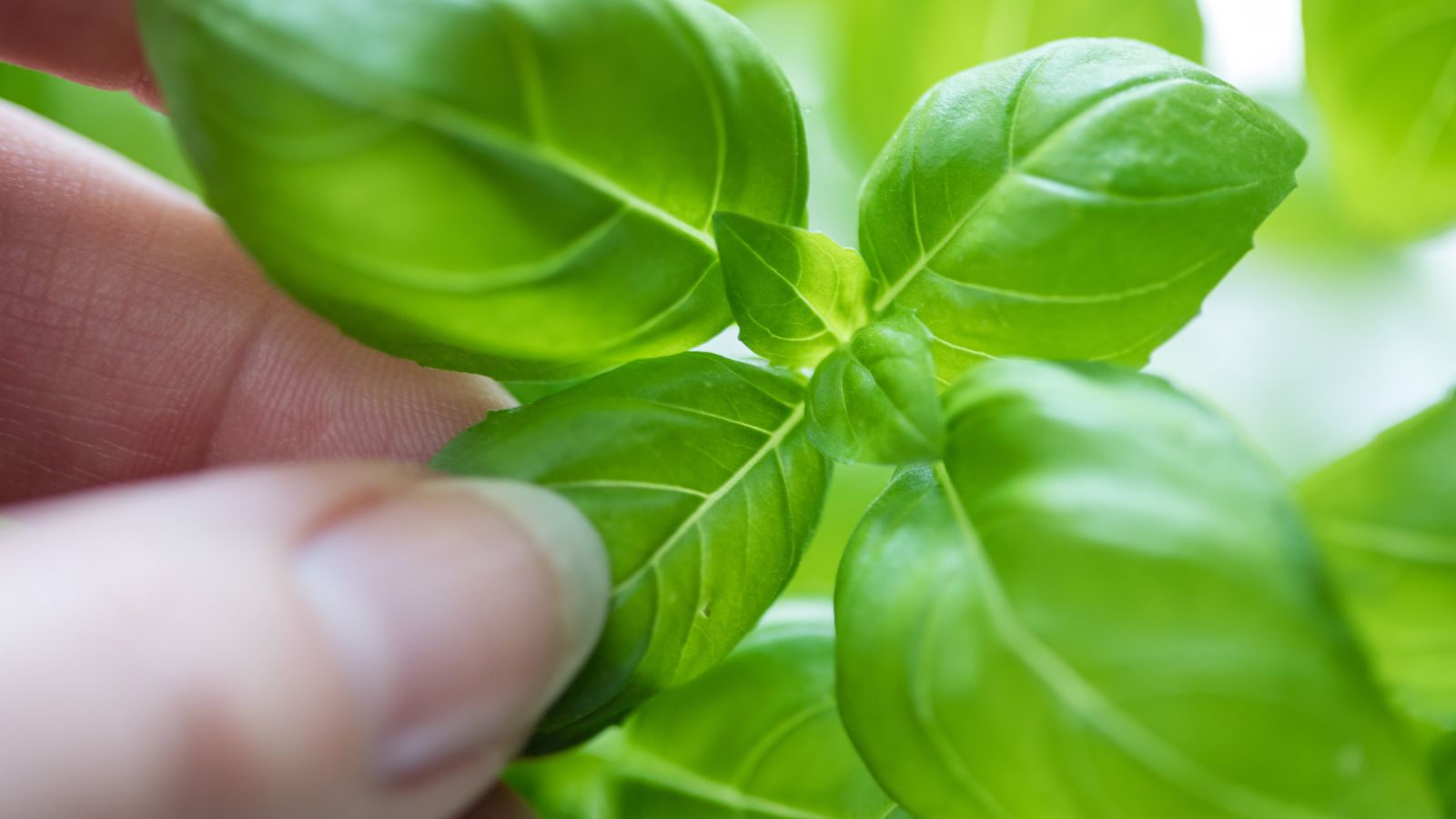 A close-up shot of a person's hand in the process of plucking small individual leaves of an herb