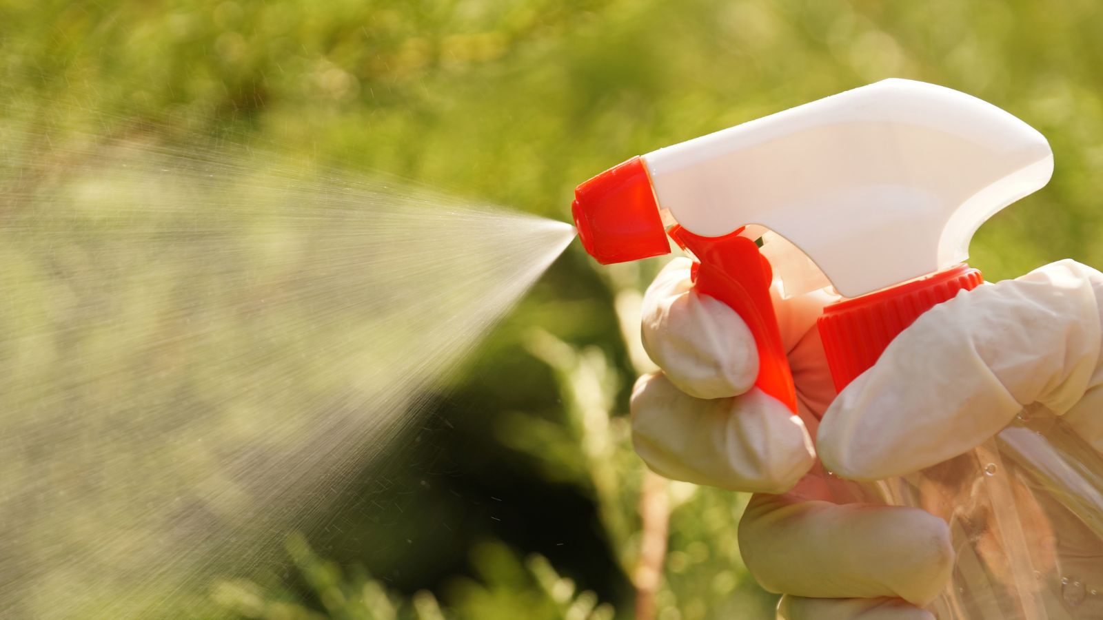 A close-up shot of a person's hand in the process of spraying milk in a well lit area outdoors