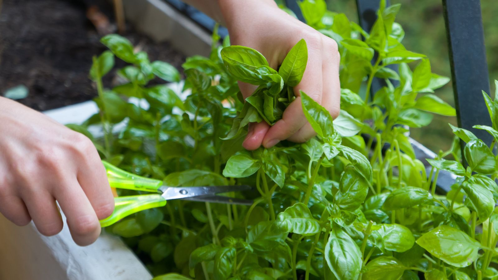 A close-up shot of a person's hand using scissors to collect leaves of an herb hat is placed in a planter in a well lit area outdoors