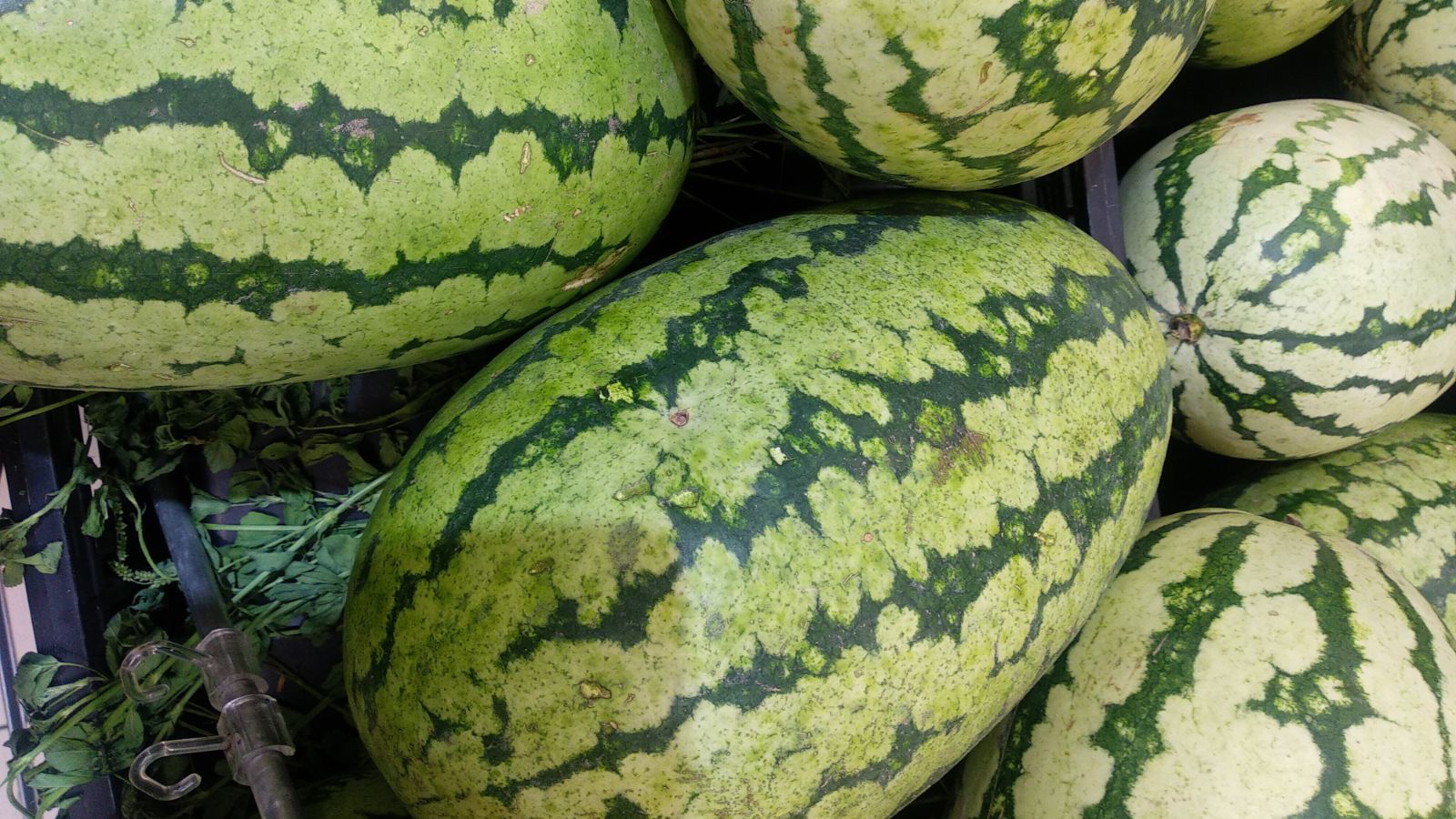 A close-up shot of a pile of elongated fruits with light-green rinds in a well lit area