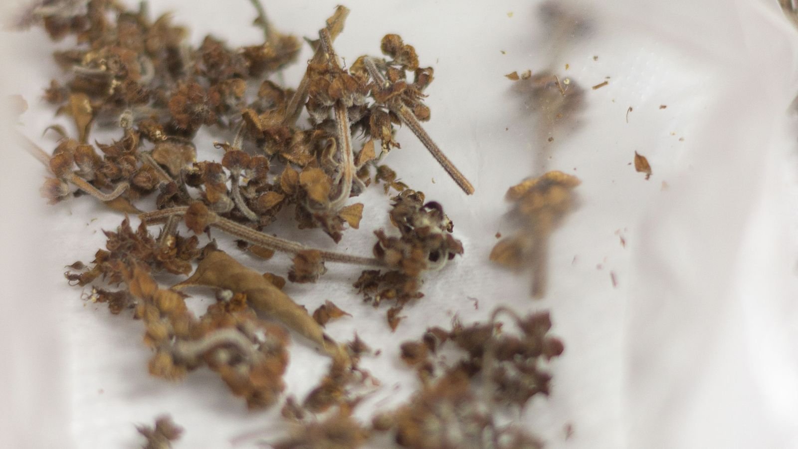 A close-up shot of a plastic container filled with dried flowers of an herb in a well lit area indoors