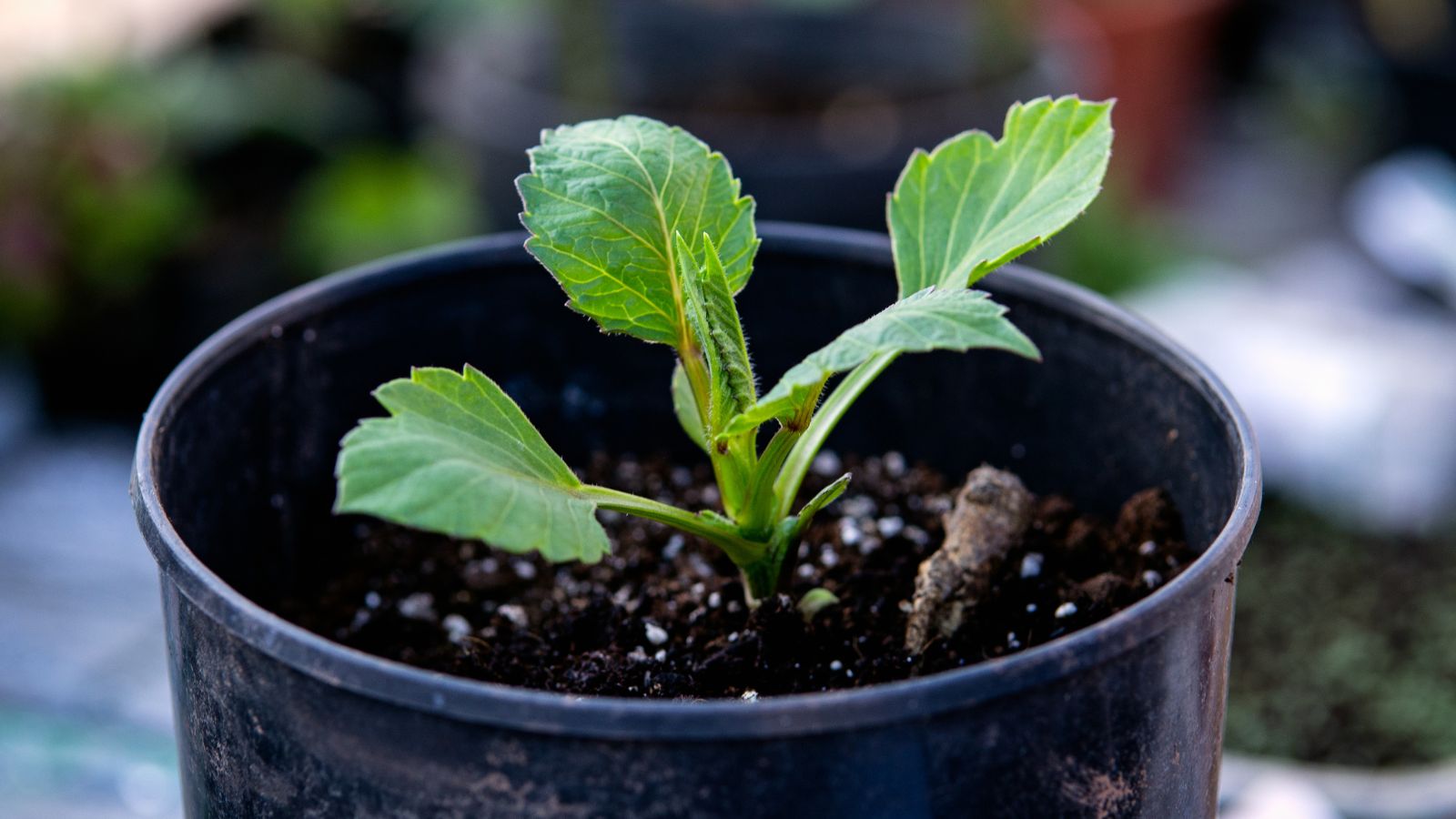 A close-up shot of a potted seedling of a flower, with scattered granular fertilizers at its base