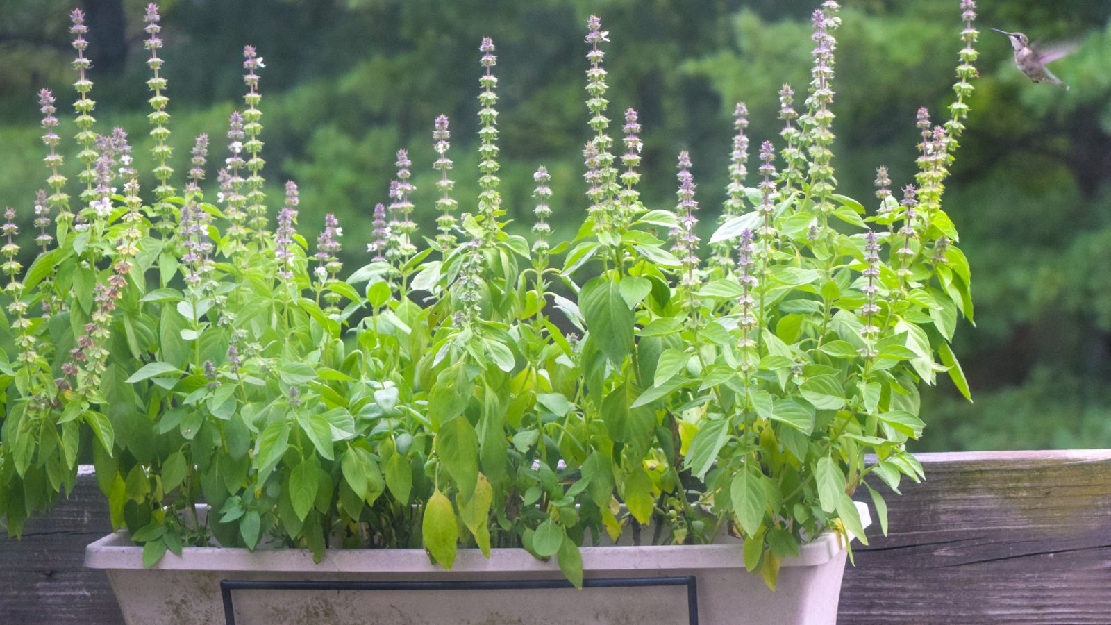 A close-up shot of a rectangular planter with several developing and flowering herbs in a well lit patio area outdoors