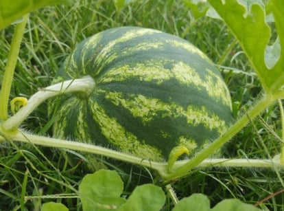 A close-up shot of a ripe and round fruit of the crimson sweet watermelons, showcasing its oblong shape, vines and large leaves, all situated in a well lit area outdoors