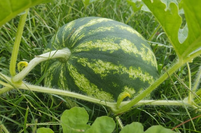 A close-up shot of a ripe and round fruit of the crimson sweet watermelons, showcasing its oblong shape, vines and large leaves, all situated in a well lit area outdoors