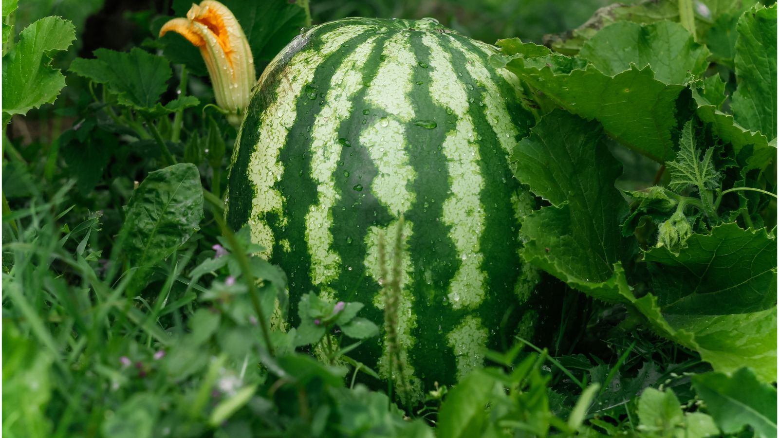 A close-up shot of a ripe oval-shaped fruit, covered in droplets of water alongside its foliage, vines, and its flower in a well lit area outdoors
