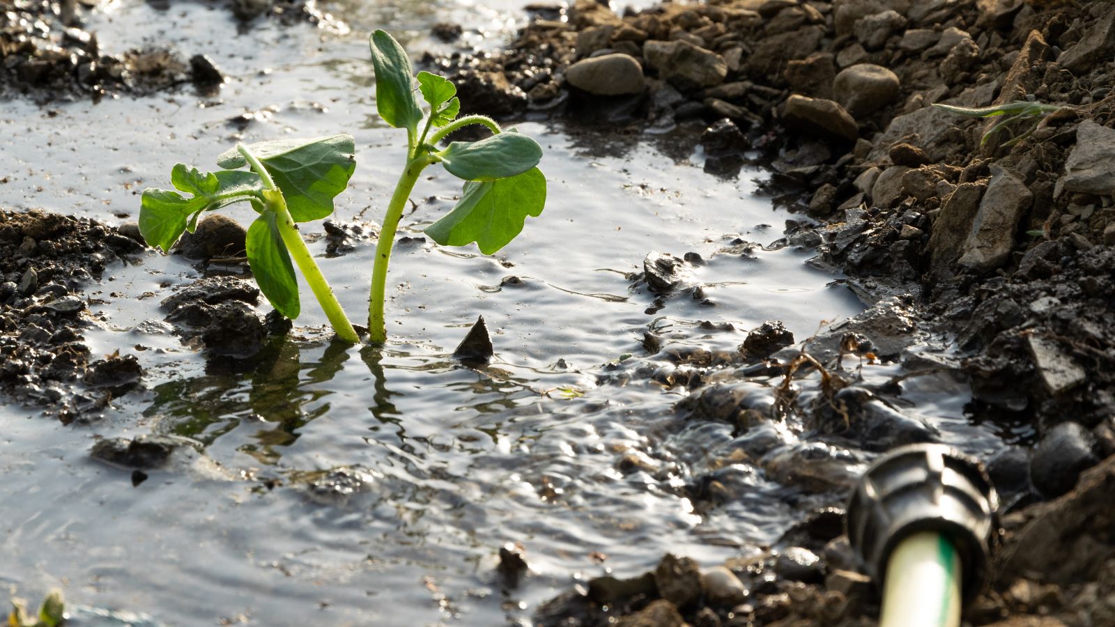 A close-up shot of a seedling of a fruit being watered with a hose in a well lit area outdoors