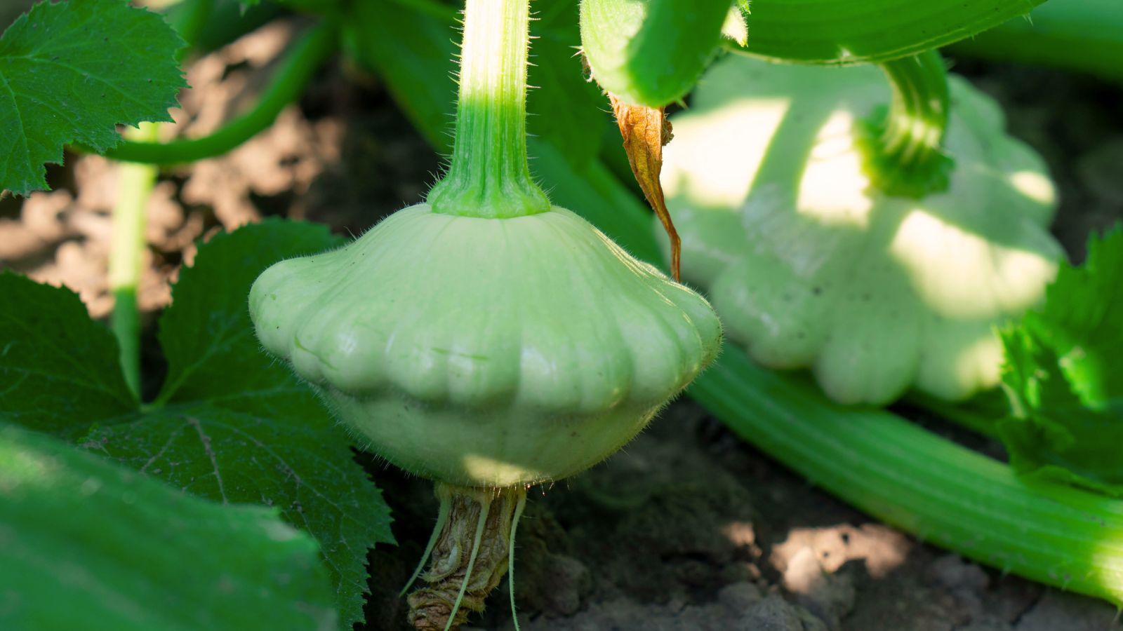 A close-up shot of a several developing flattened cucurbit crops basking in dappled sunlight outdoors