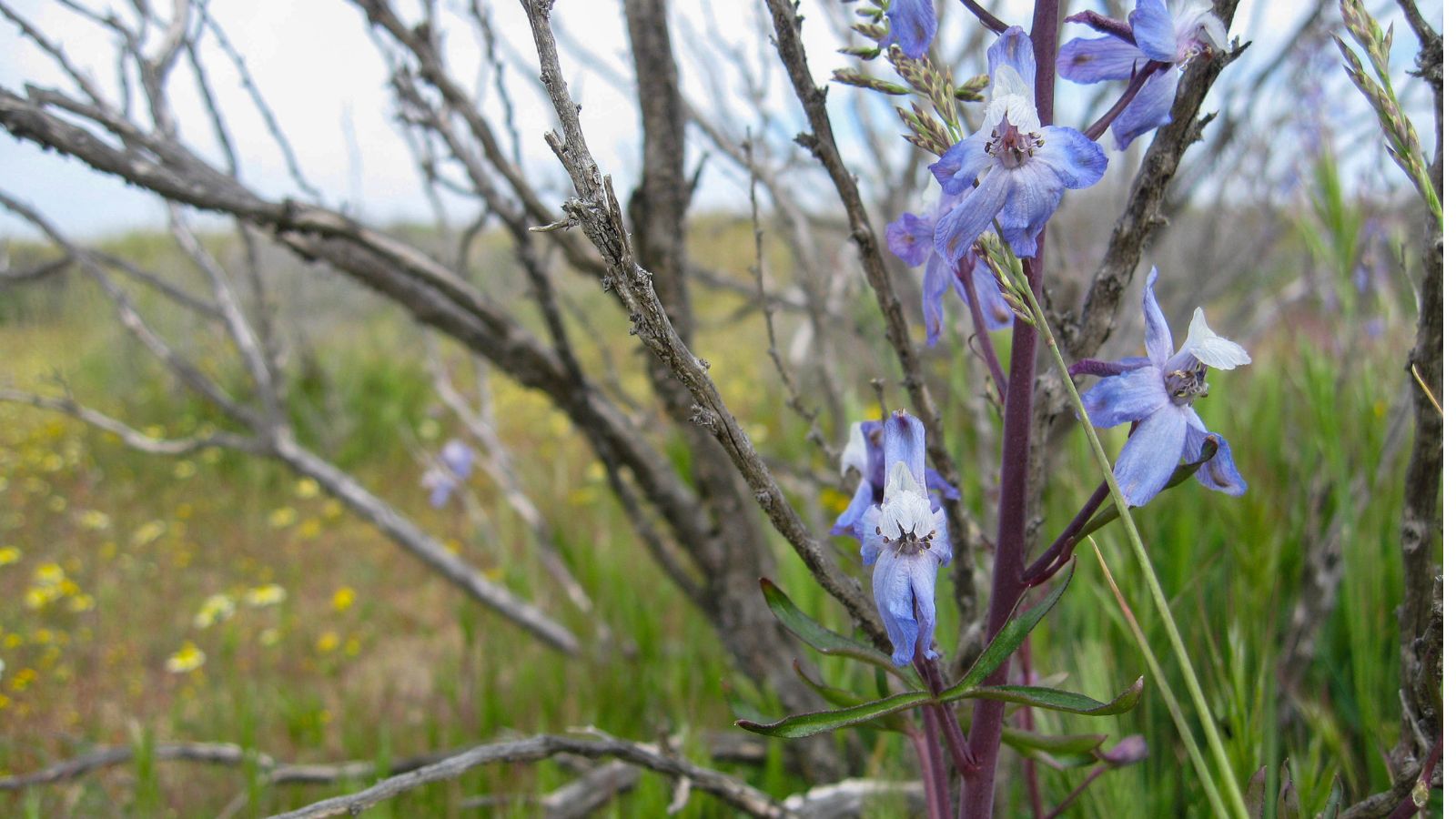 A close-up shot of a small cluster of lilac flowers alongside woody weak stems that is placed in a well lit area outdoors