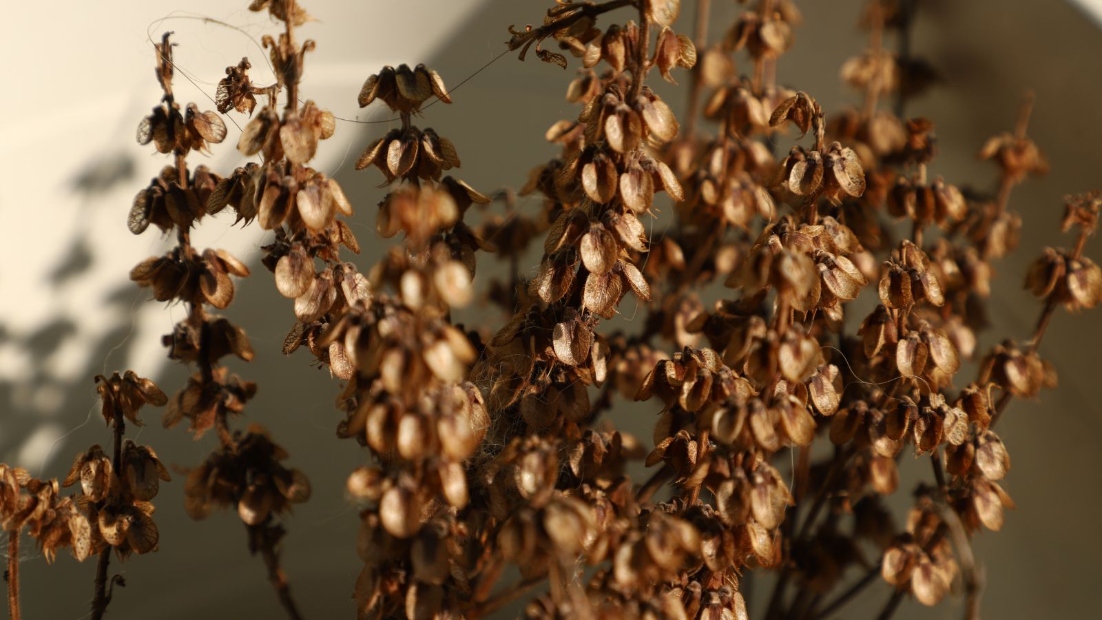 A close-up shot of a small composition of dried, brown flowers of an herb in a well lit area indoors