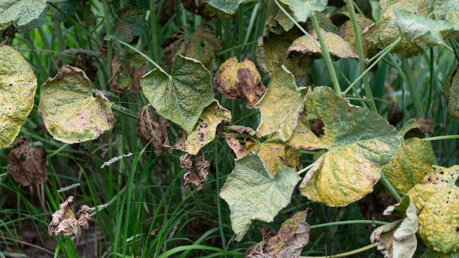 A close-up shot of a small composition of foliage of a flower that are brown and wilting, all situated in a well lti area outdoors