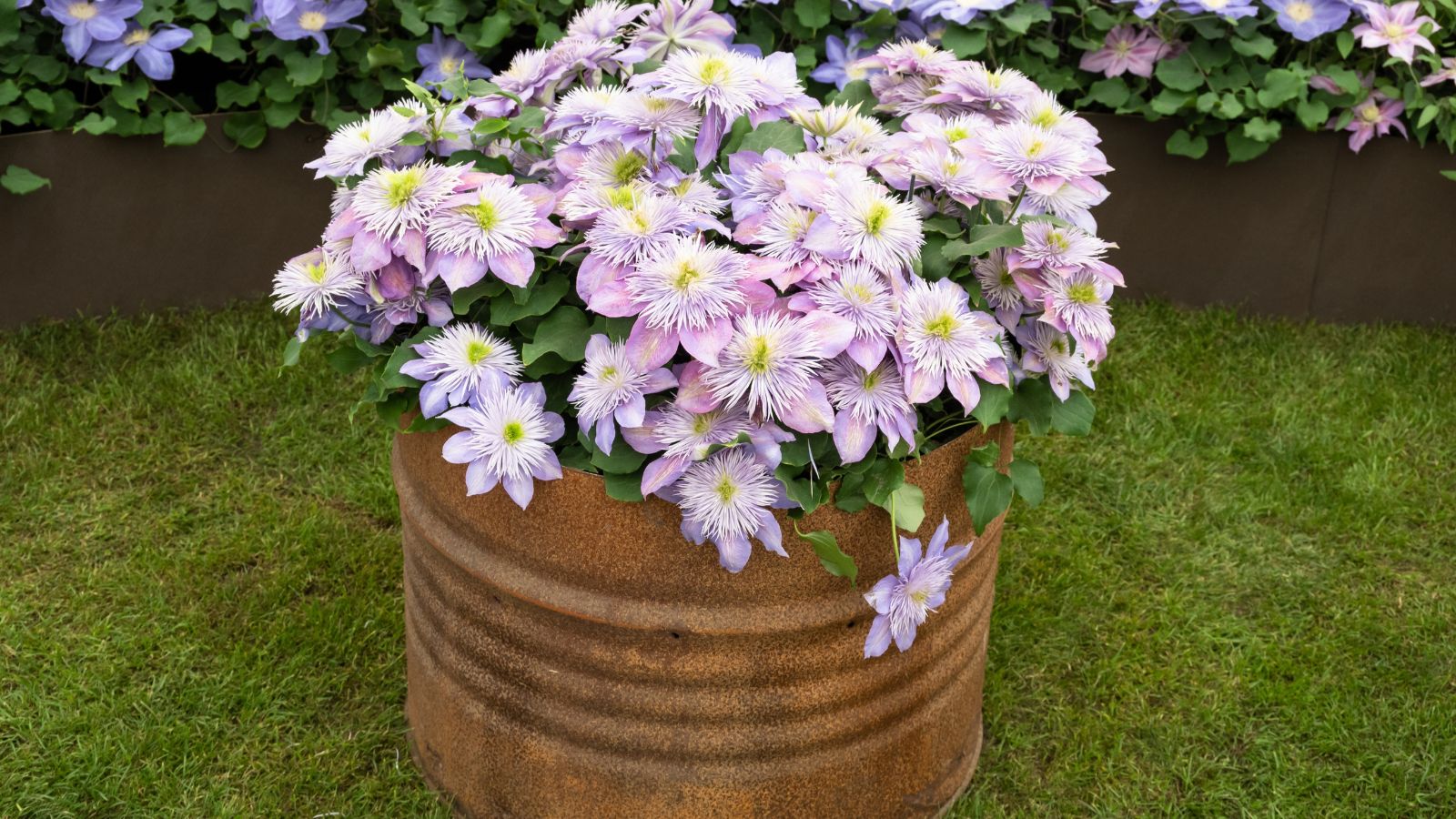 A close-up shot of a small composition of lilac colored flowers on a makeshift planter, placed in a well lit area outdoors