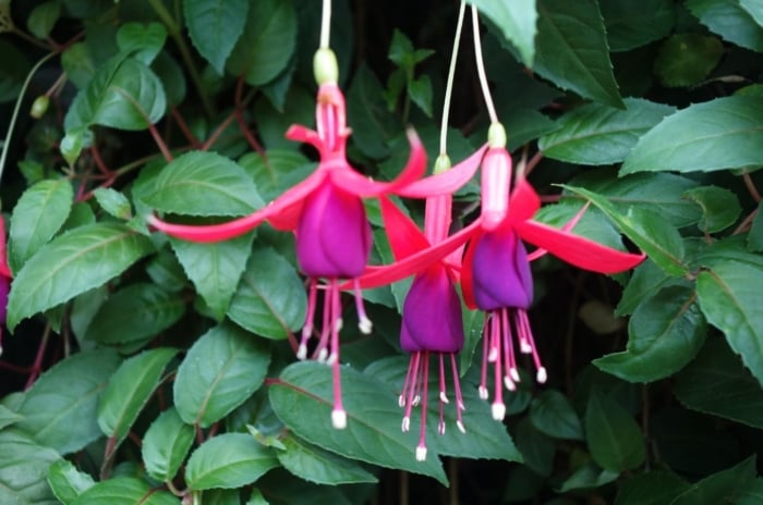 A close-up shot of a small composition of purple and pink colored, dangling blooms of the Fuchsia, showcasing easy annual shade flowers