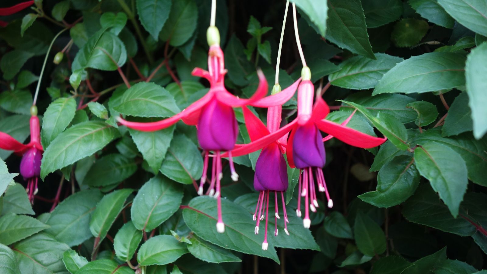 A close-up shot of a small composition of purple and pink colored, dangling blooms of the Fuchsia, showcasing easy annual shade flowers