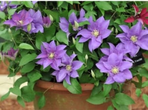 A close-up shot of a small composition of purple colored flowers on a planter, showcasing how to plant clematis on pots or containers